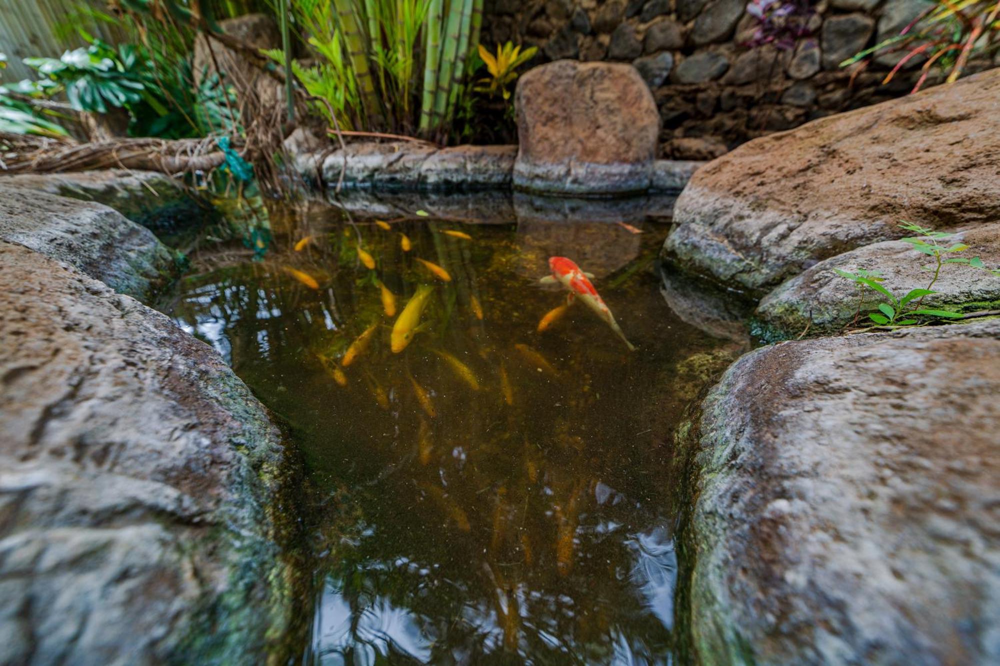 Lotus Suite, 1 Bedroom, Sleeps 4, Pool & Bbq, Pre-Renovation Summer Sale Kihei Luaran gambar